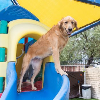 Doggie District, Phoenix