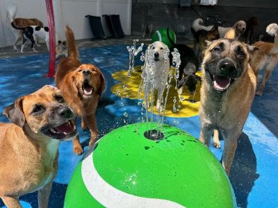 Paw Commons Pet Resort & Training Center, Phoenix