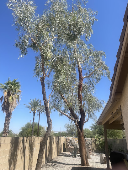 Tree Pros, Phoenix